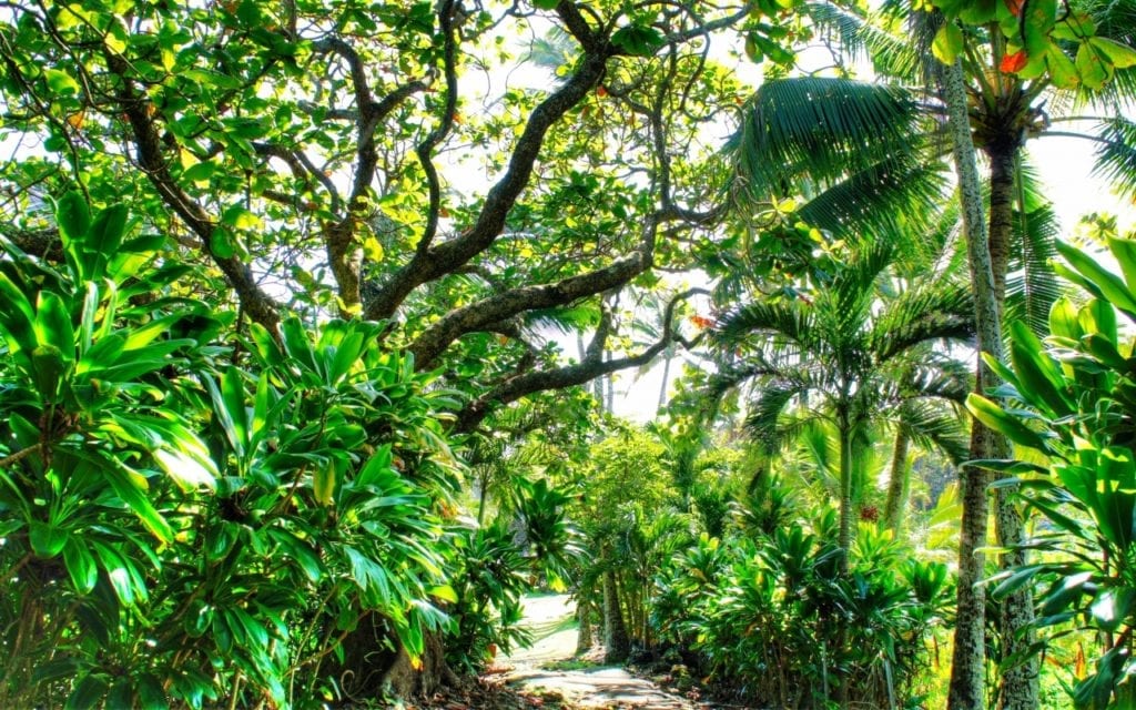 Oahu Tree Service Island Ohana Tree & Landscaping Services