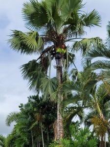Tree Trimmer Hawaii